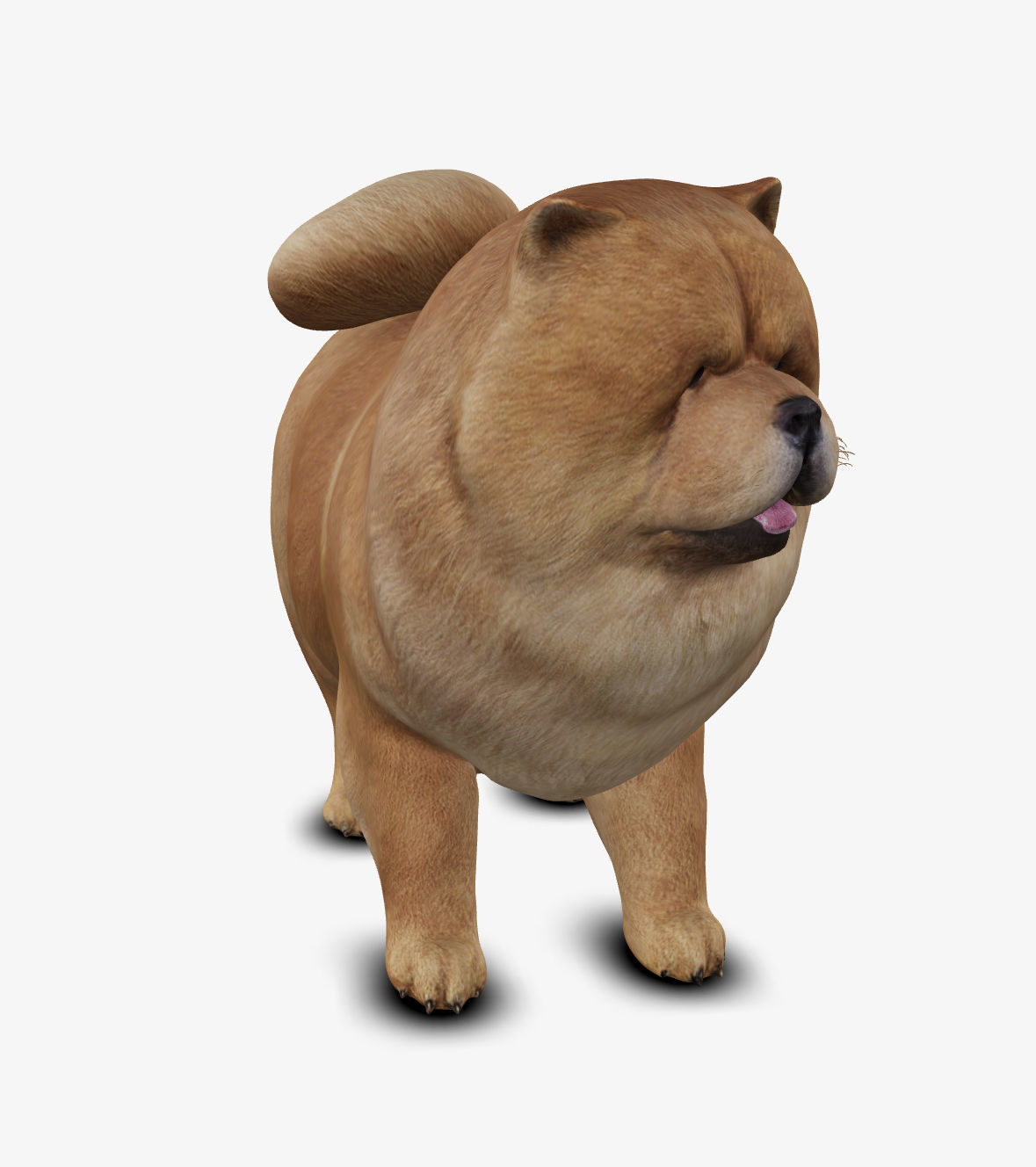dog chow chow Low-poly 3D model_1