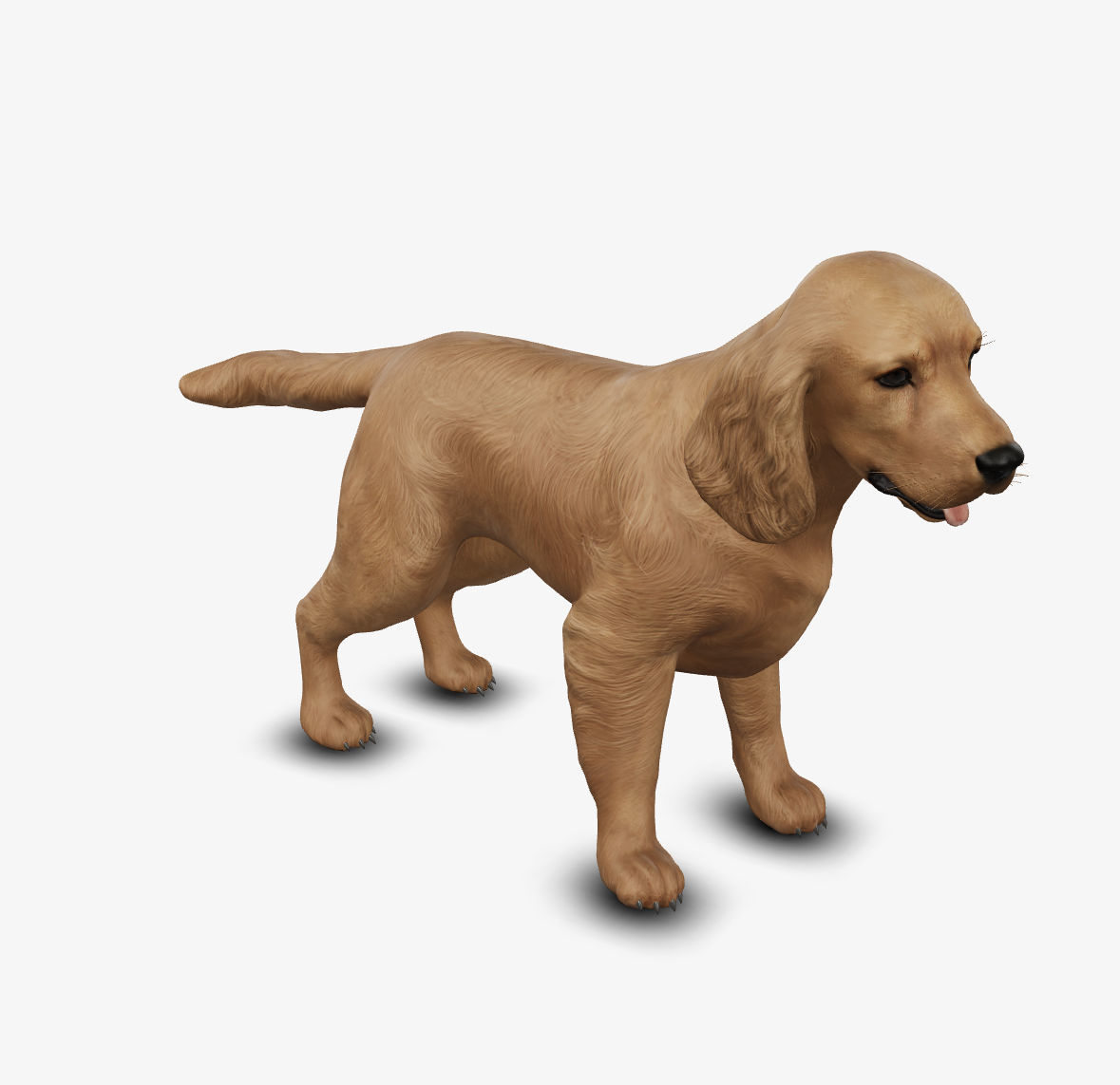 dog cocker spaniel Low-poly 3D model_5