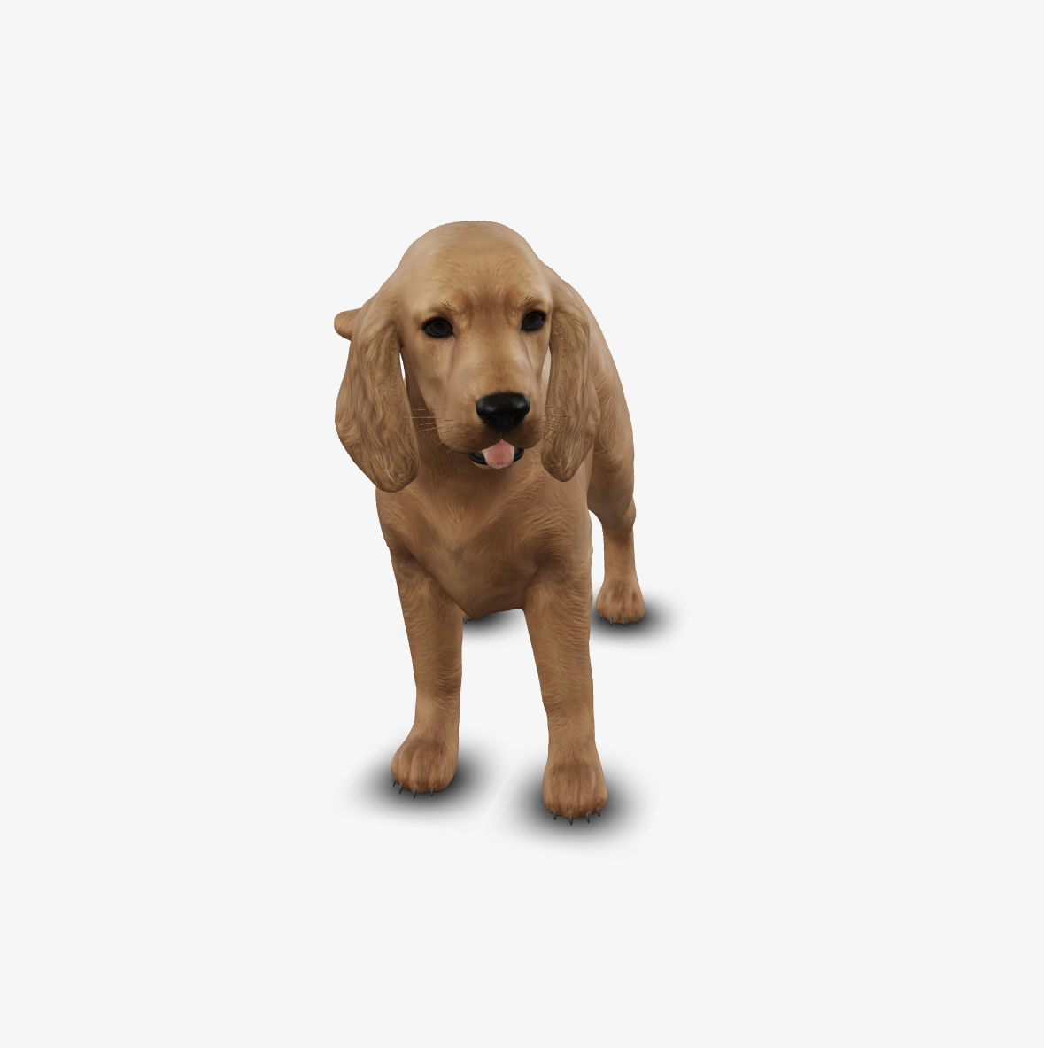 dog cocker spaniel Low-poly 3D model_7