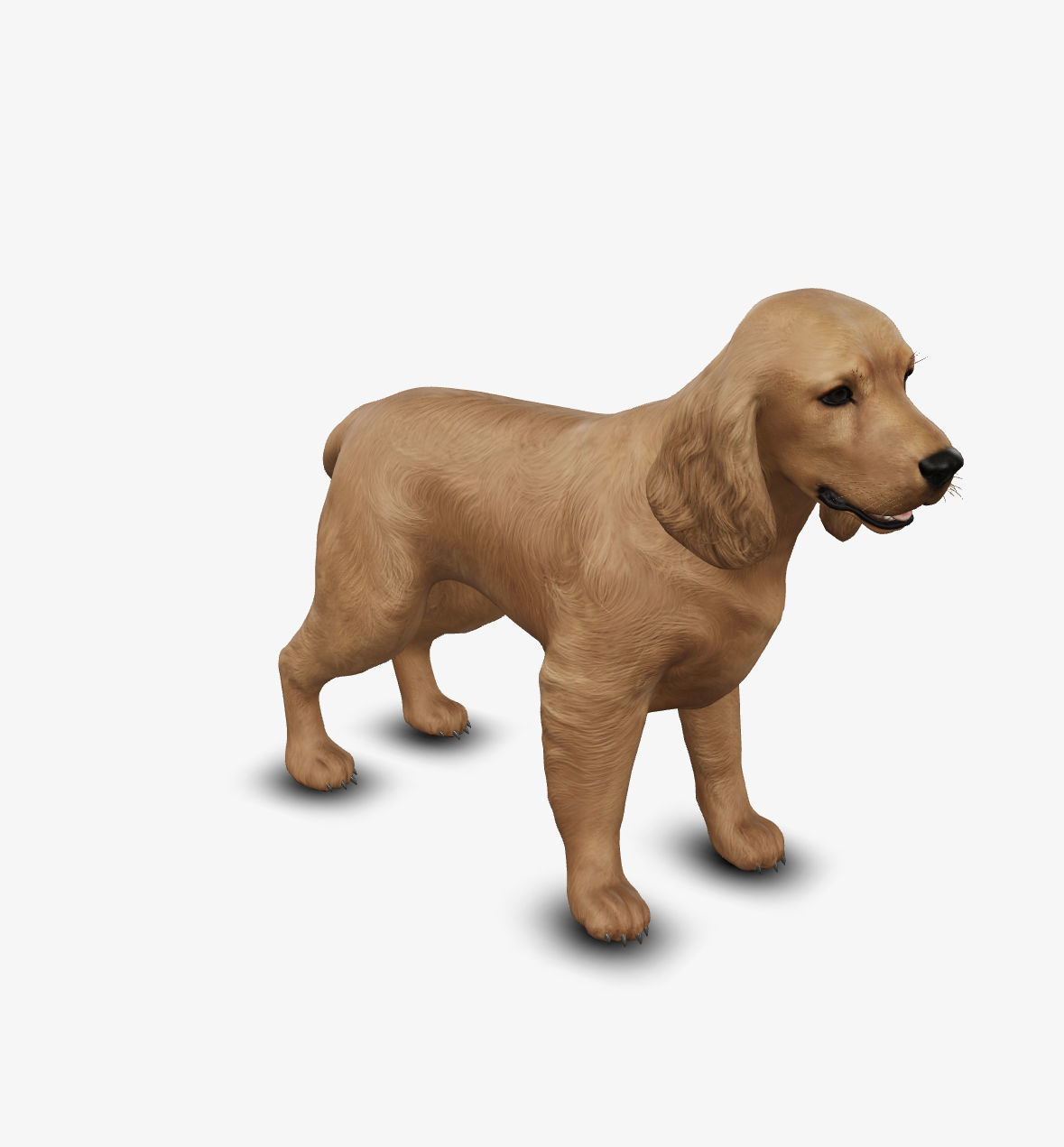 dog cocker spaniel Low-poly 3D model_6