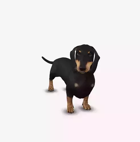 Dog Dachshund