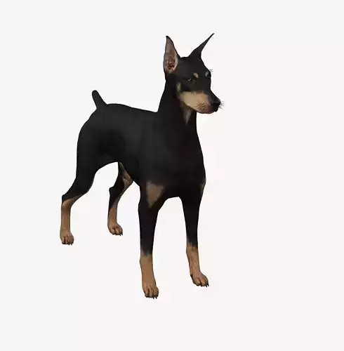 Dog Doberman