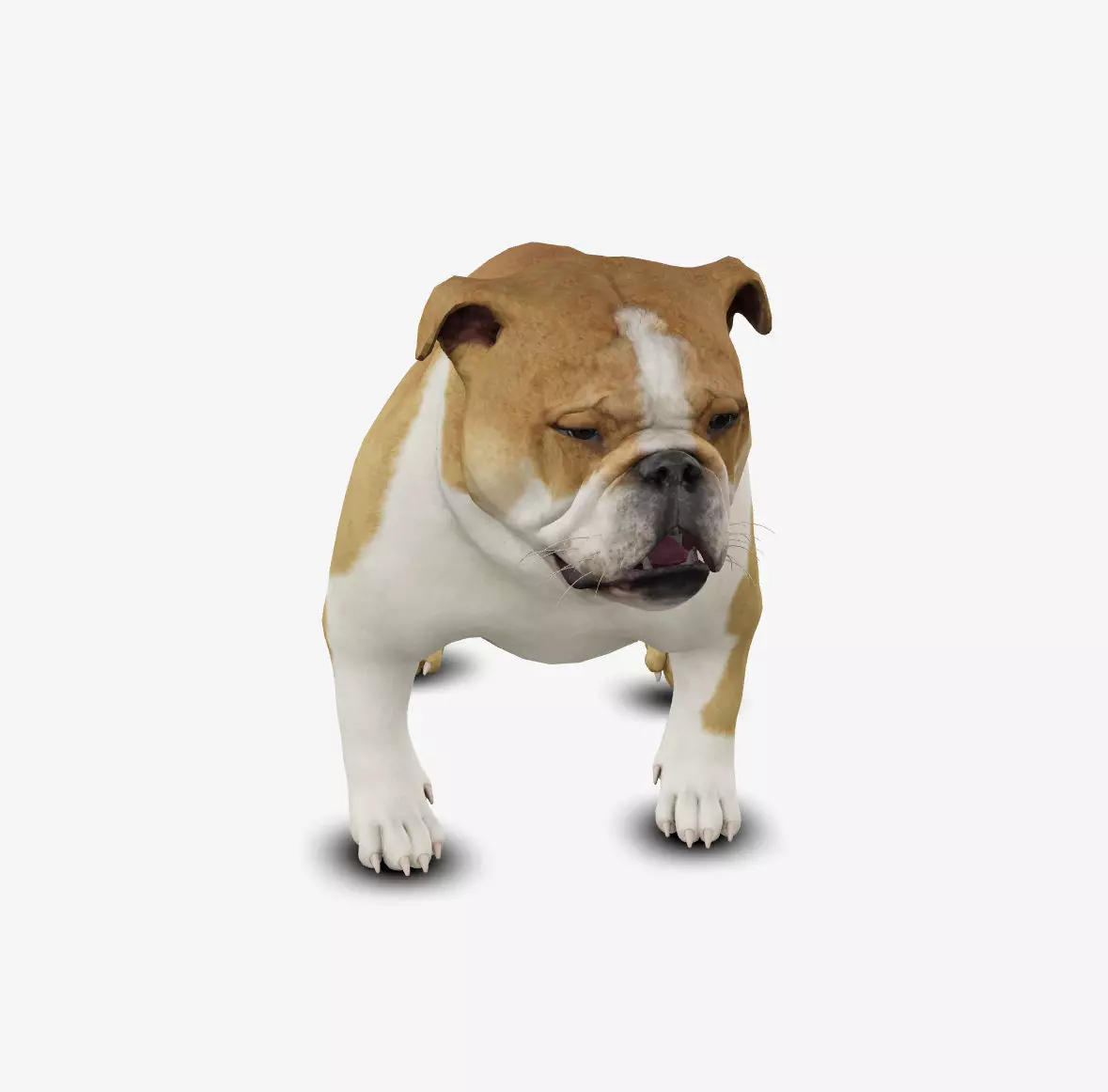 Dog English Bulldog Low-poly 3D model_0