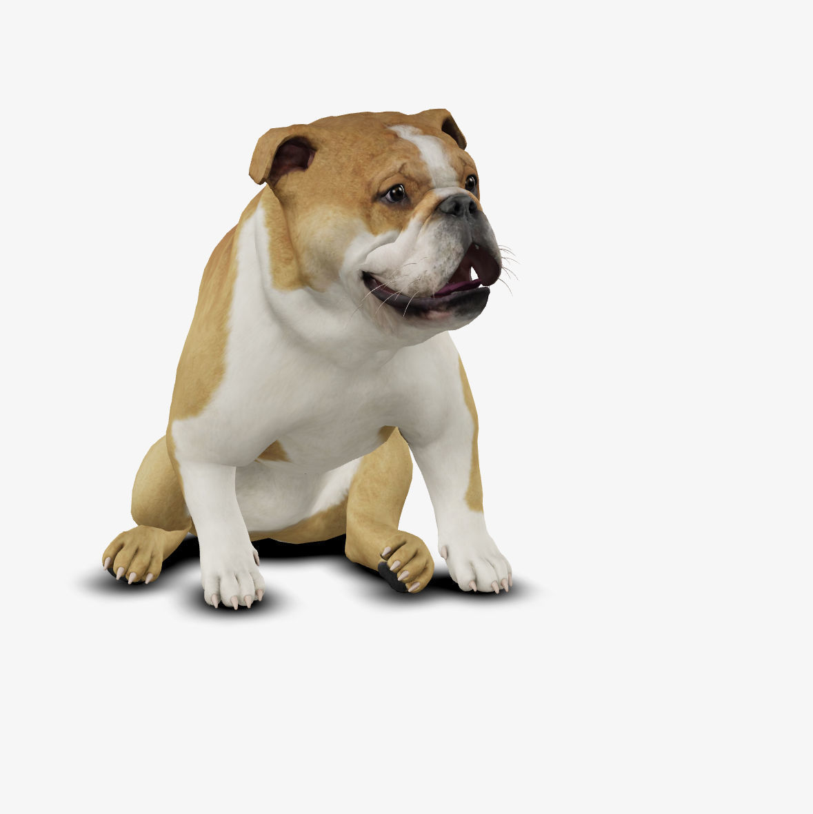 Dog English Bulldog Low-poly 3D model_4