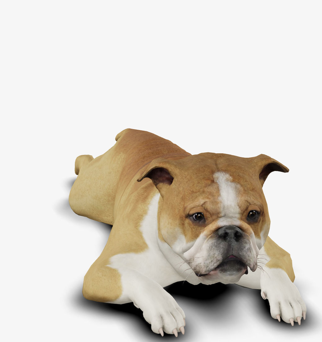 Dog English Bulldog Low-poly 3D model_8