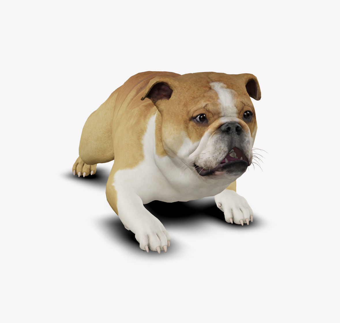 Dog English Bulldog Low-poly 3D model_7