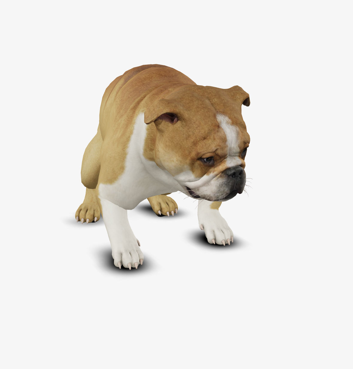 Dog English Bulldog Low-poly 3D model_1