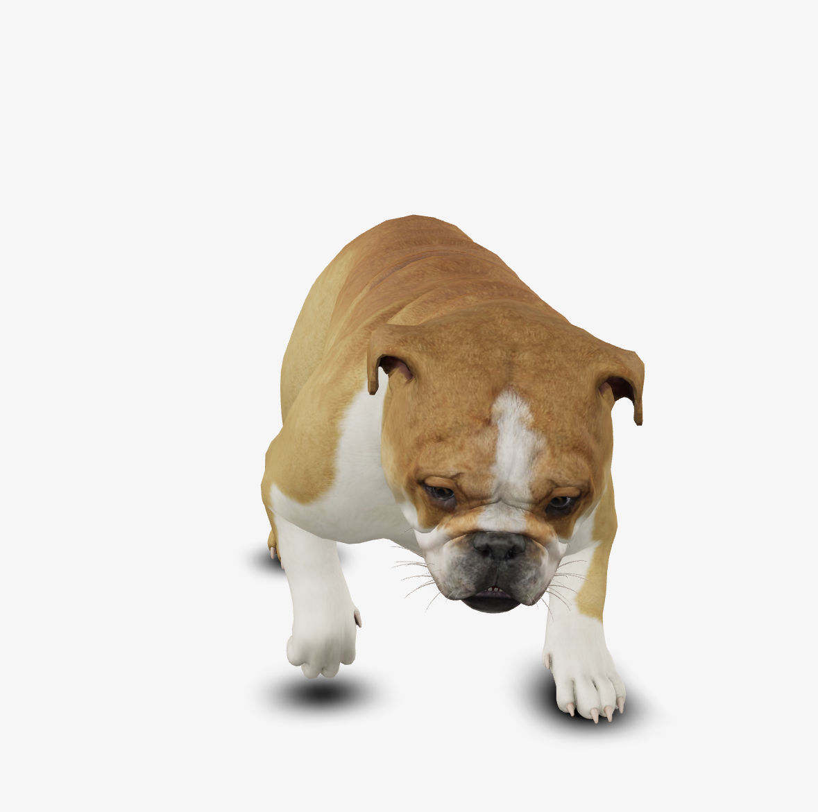 Dog English Bulldog Low-poly 3D model_6