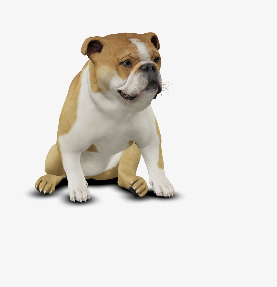 Dog English Bulldog Low-poly 3D model_5