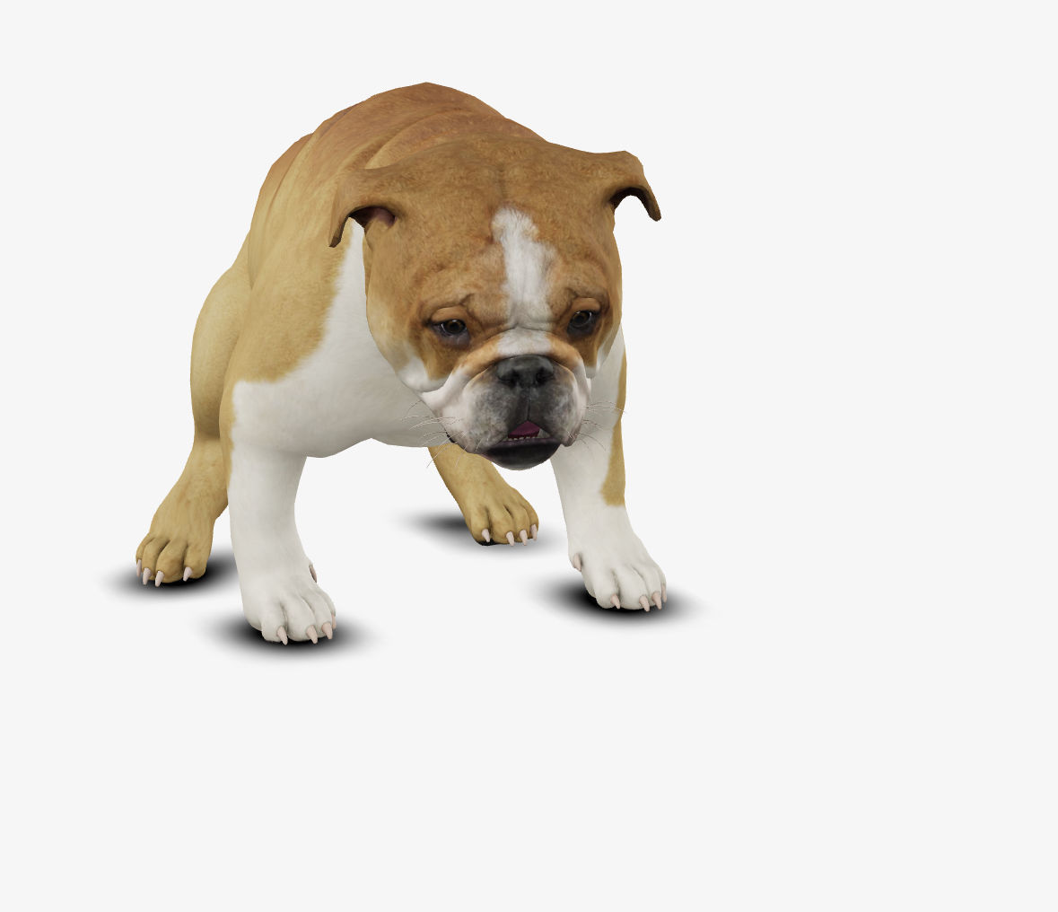 Dog English Bulldog Low-poly 3D model_3