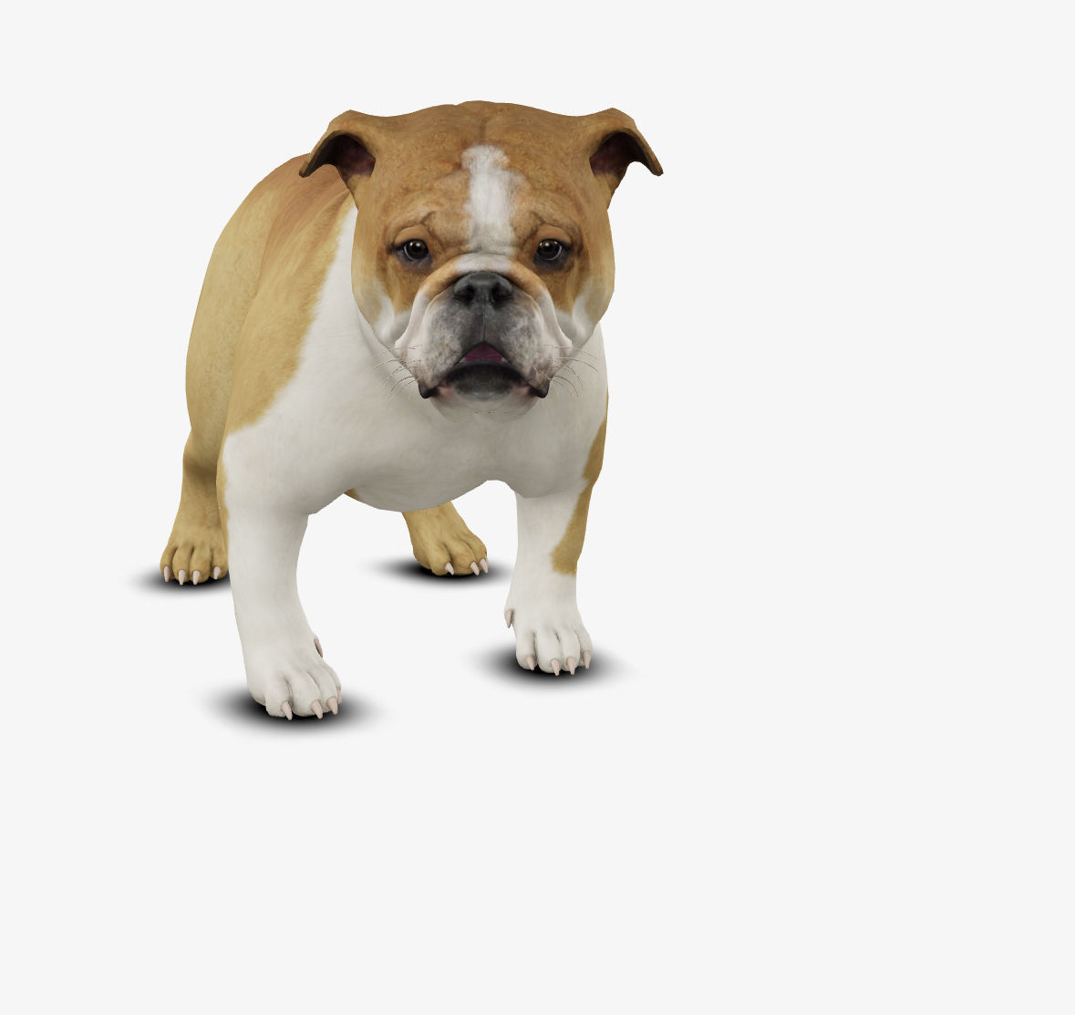 Dog English Bulldog Low-poly 3D model_2