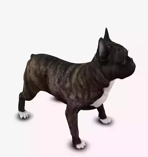 Dog French Bulldog