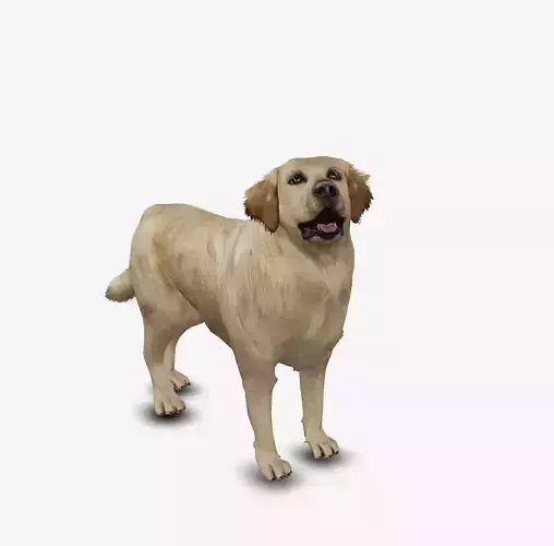 Dog Golden Retriever Low-poly 3D model