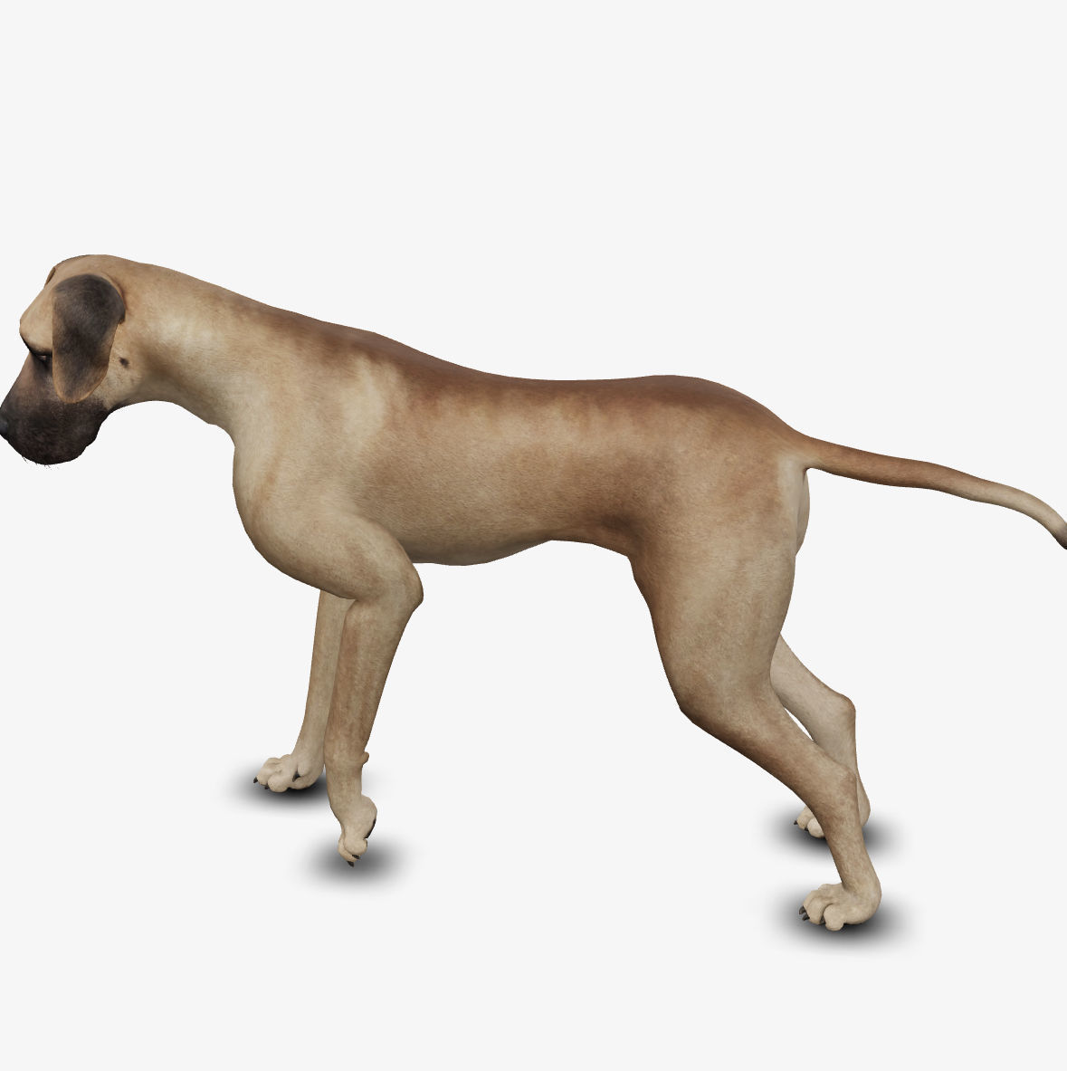 Dog german mastif Low-poly 3D model_6