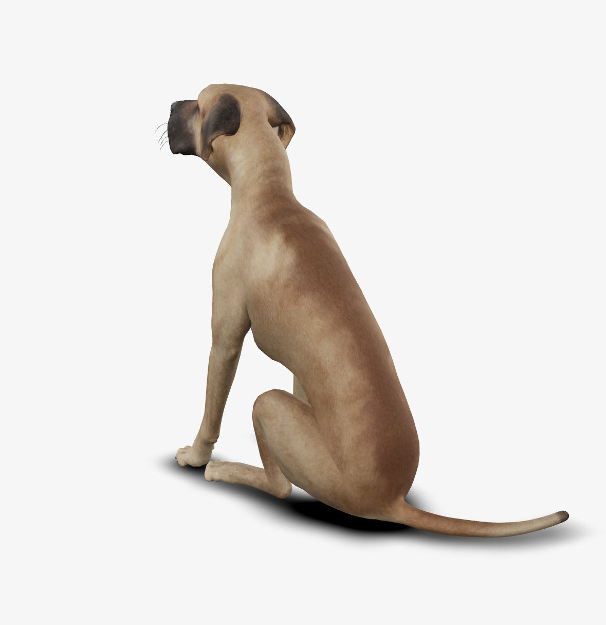 Dog german mastif Low-poly 3D model_3