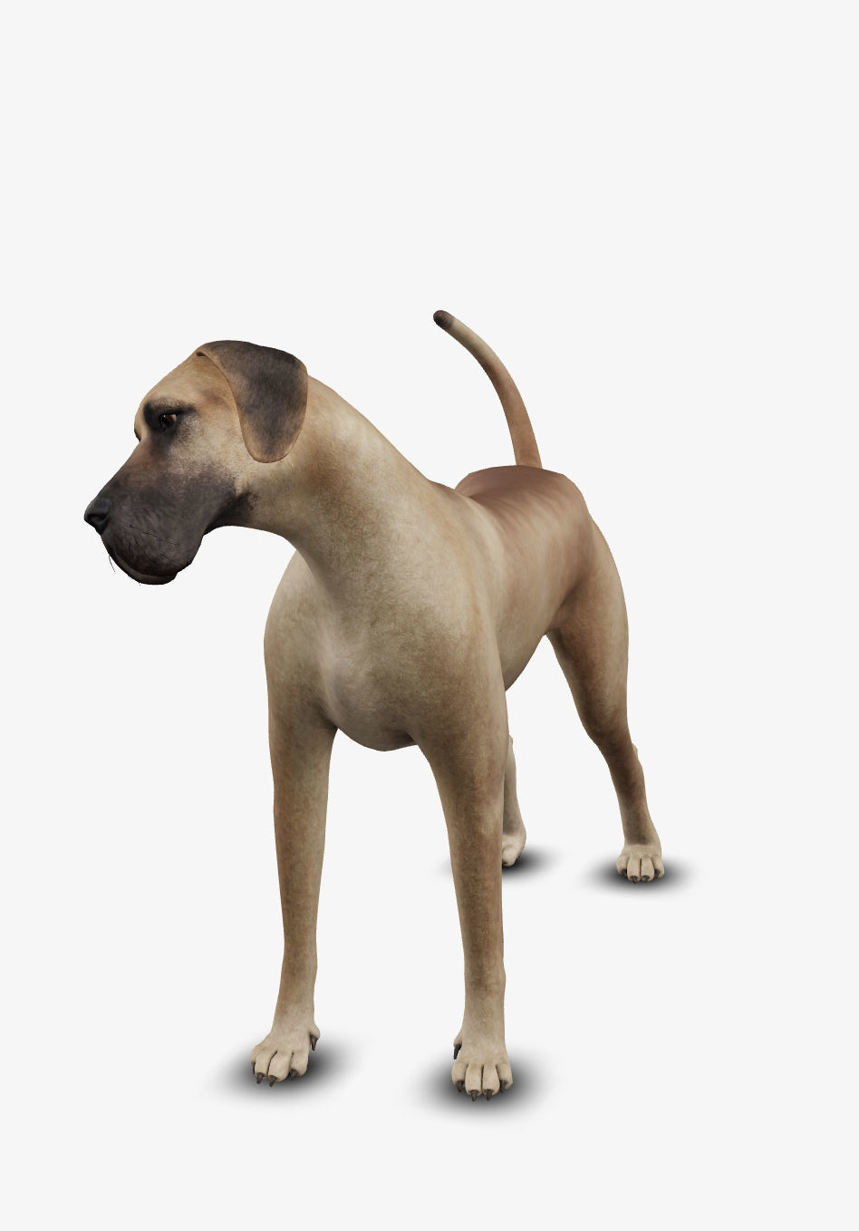 Dog german mastif Low-poly 3D model_1