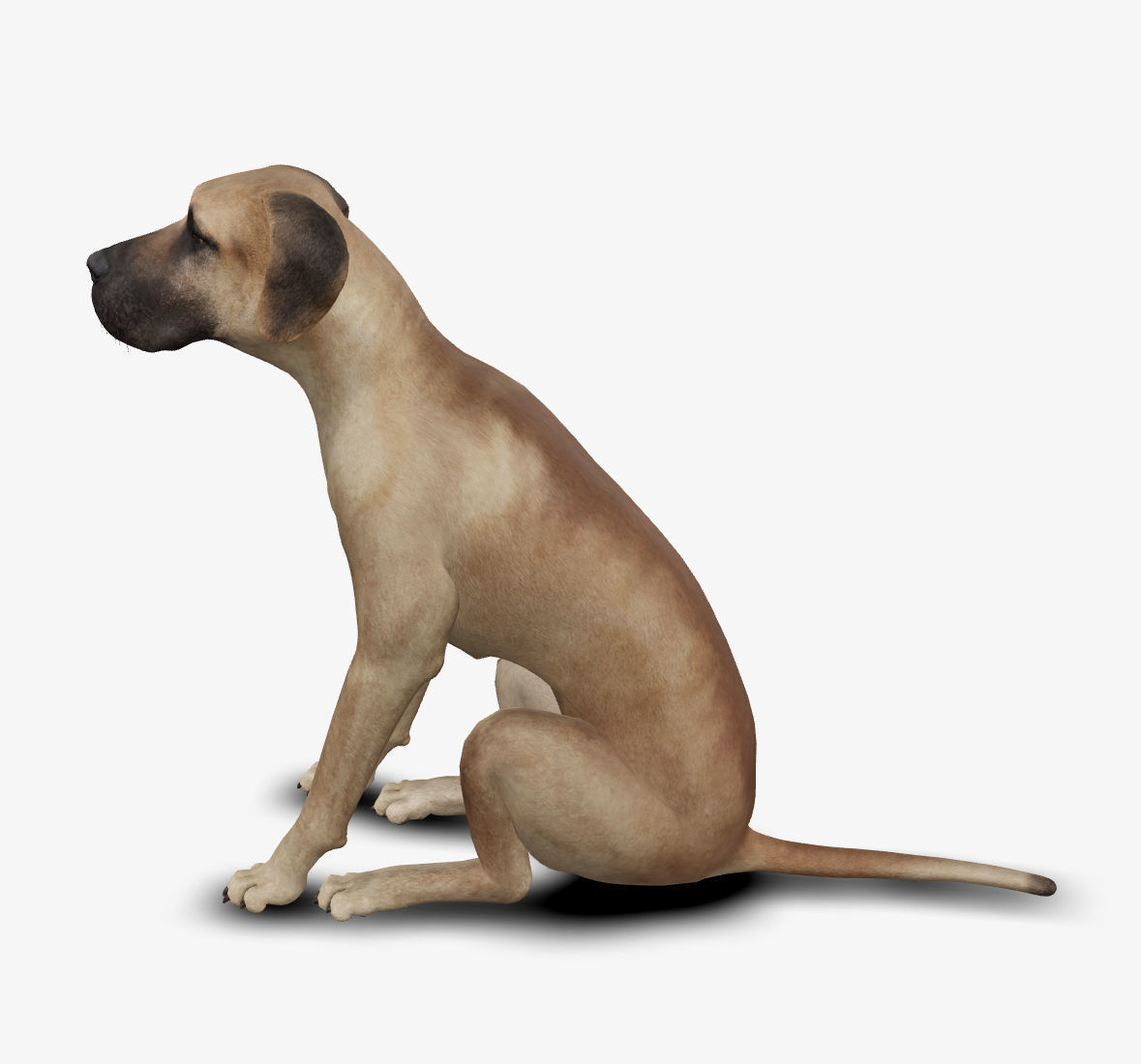 Dog german mastif Low-poly 3D model_5