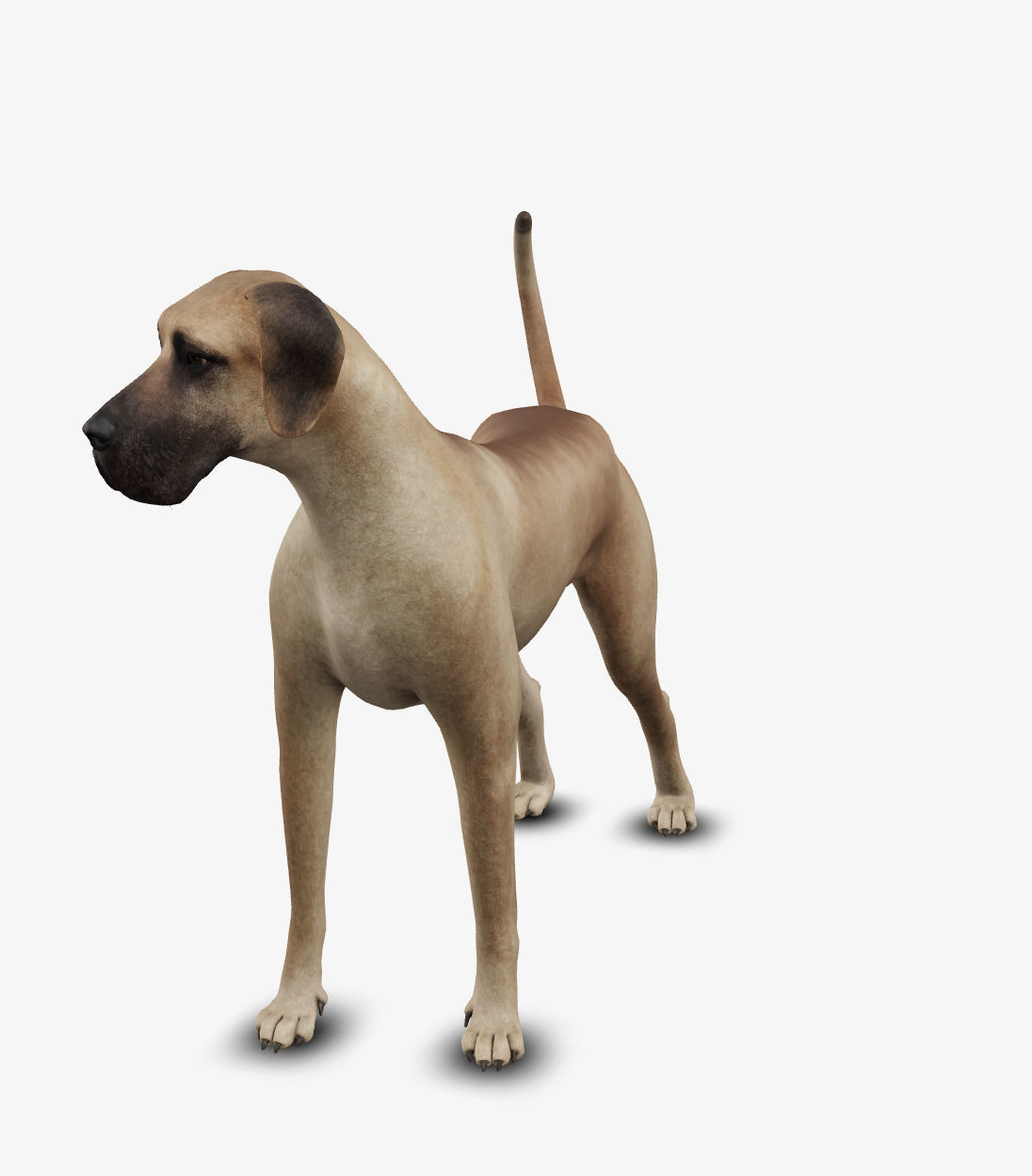 Dog german mastif Low-poly 3D model_4