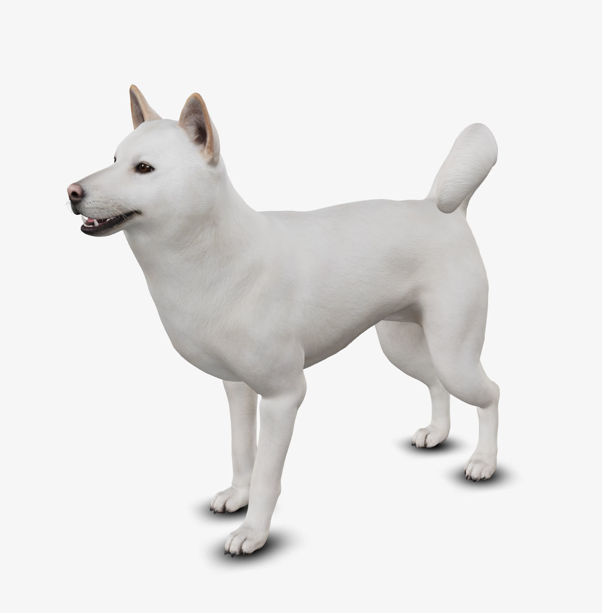 dog jindo Low-poly 3D model_3