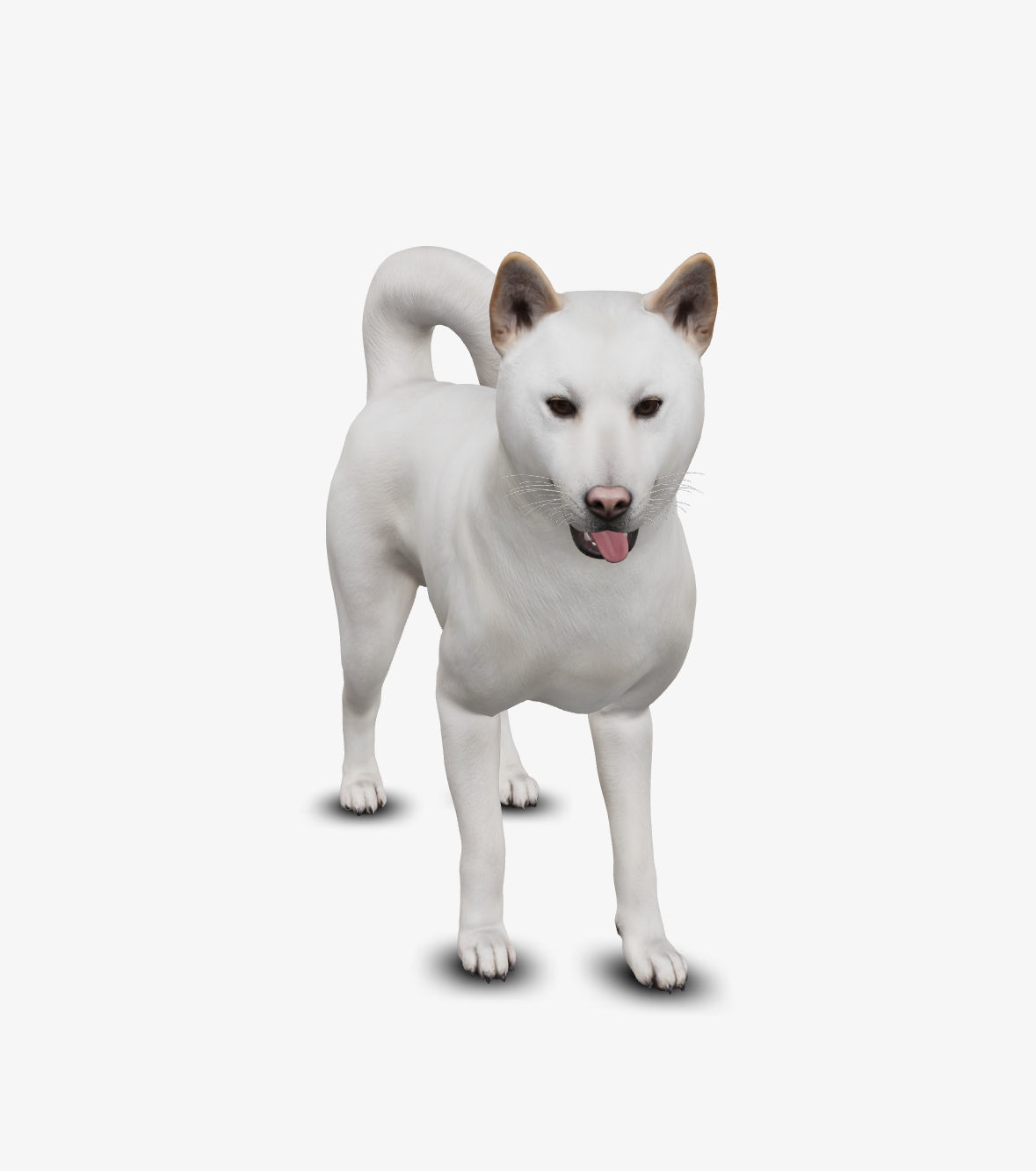 dog jindo Low-poly 3D model_5