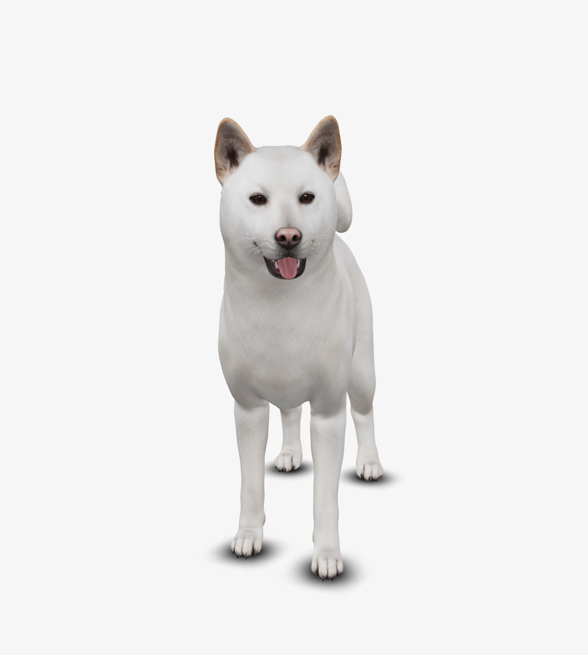 dog jindo Low-poly 3D model_4