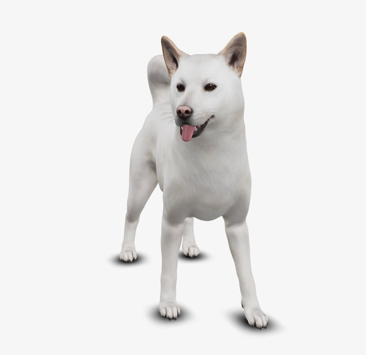 dog jindo Low-poly 3D model_6