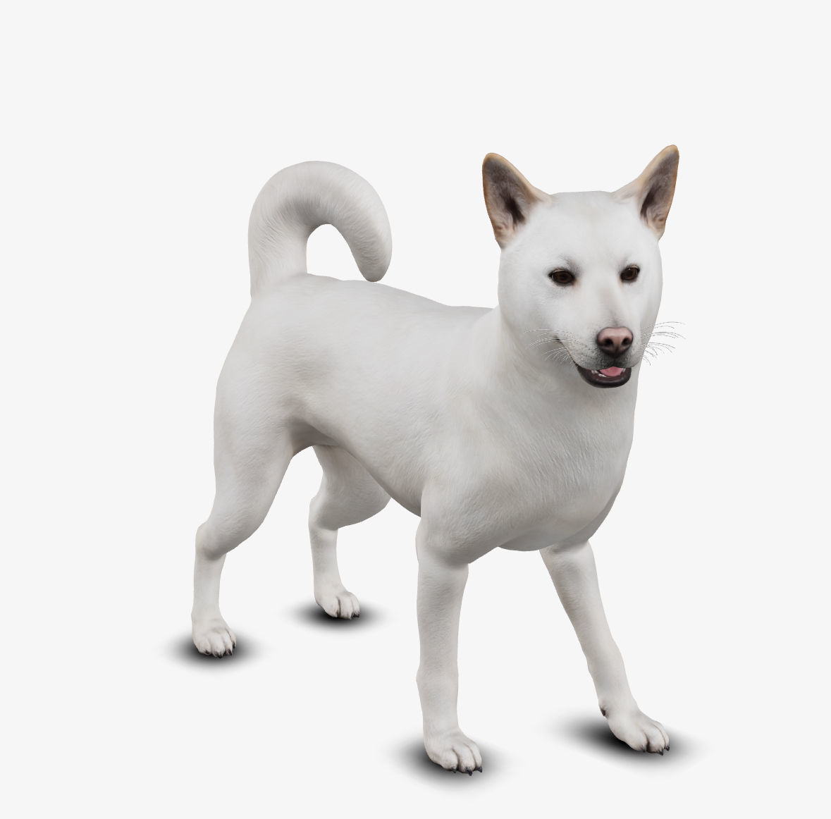 dog jindo Low-poly 3D model_2