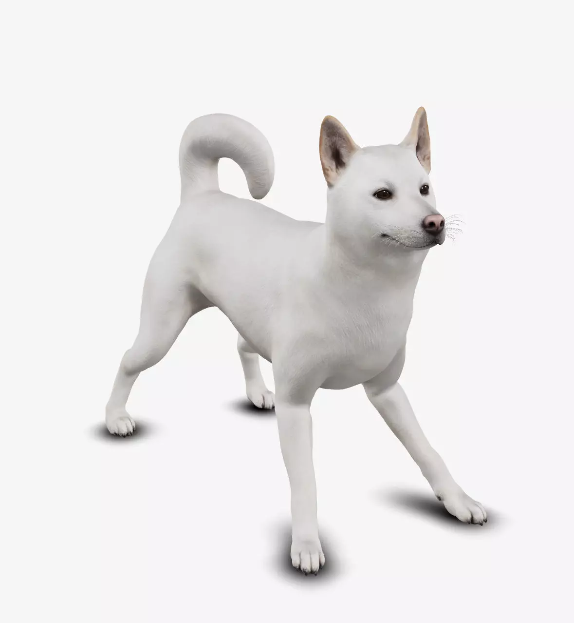 dog jindo Low-poly 3D model_0