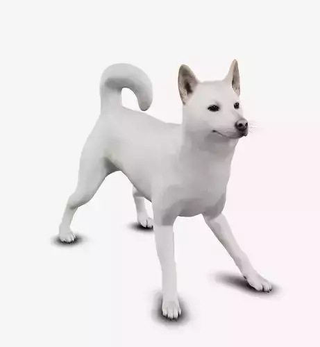 dog jindo
