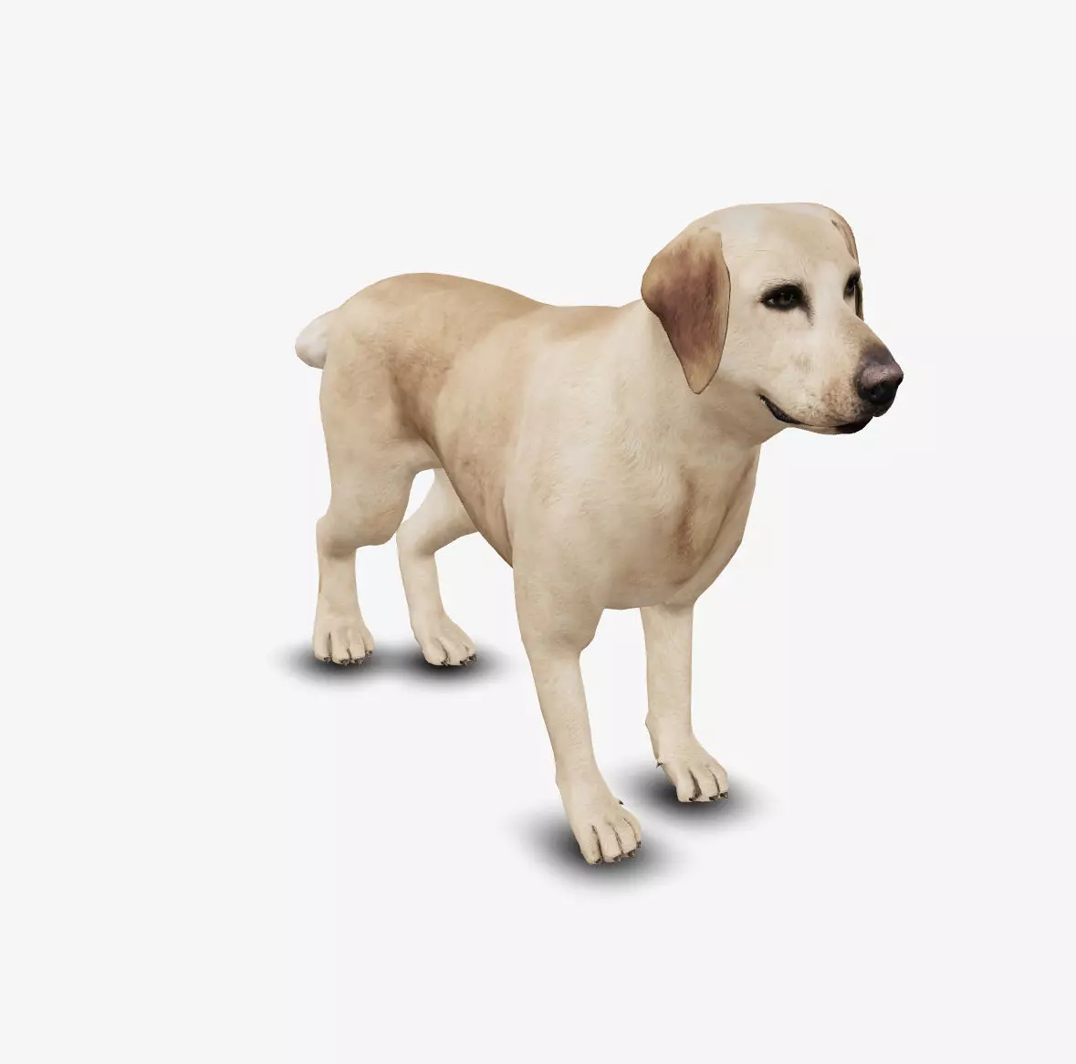 Dog Labrador Low-poly 3D model_0