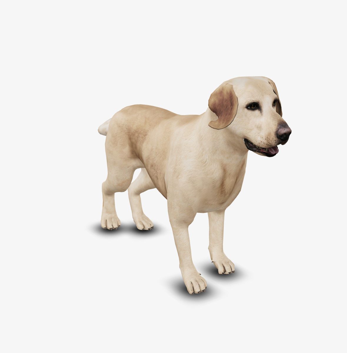 Dog Labrador Low-poly 3D model_1