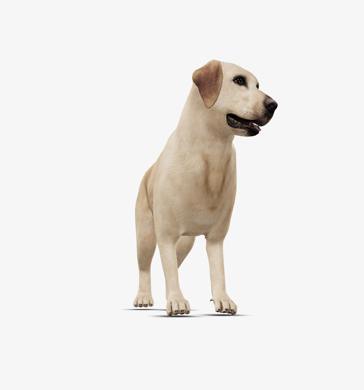 Dog Labrador Low-poly 3D model_4