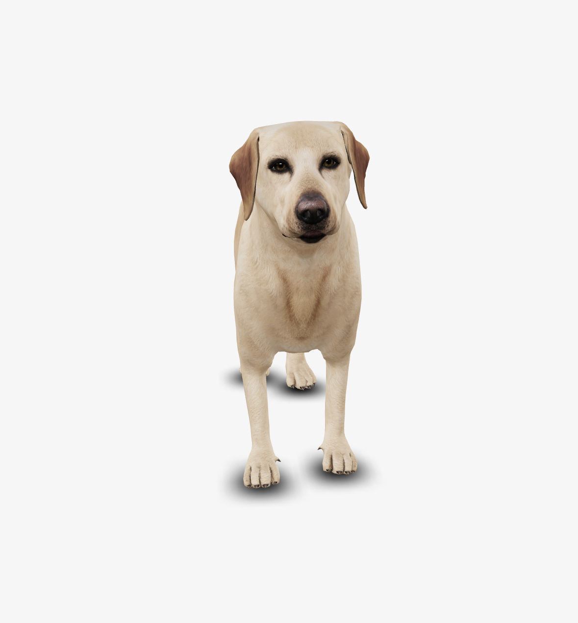 Dog Labrador Low-poly 3D model_3