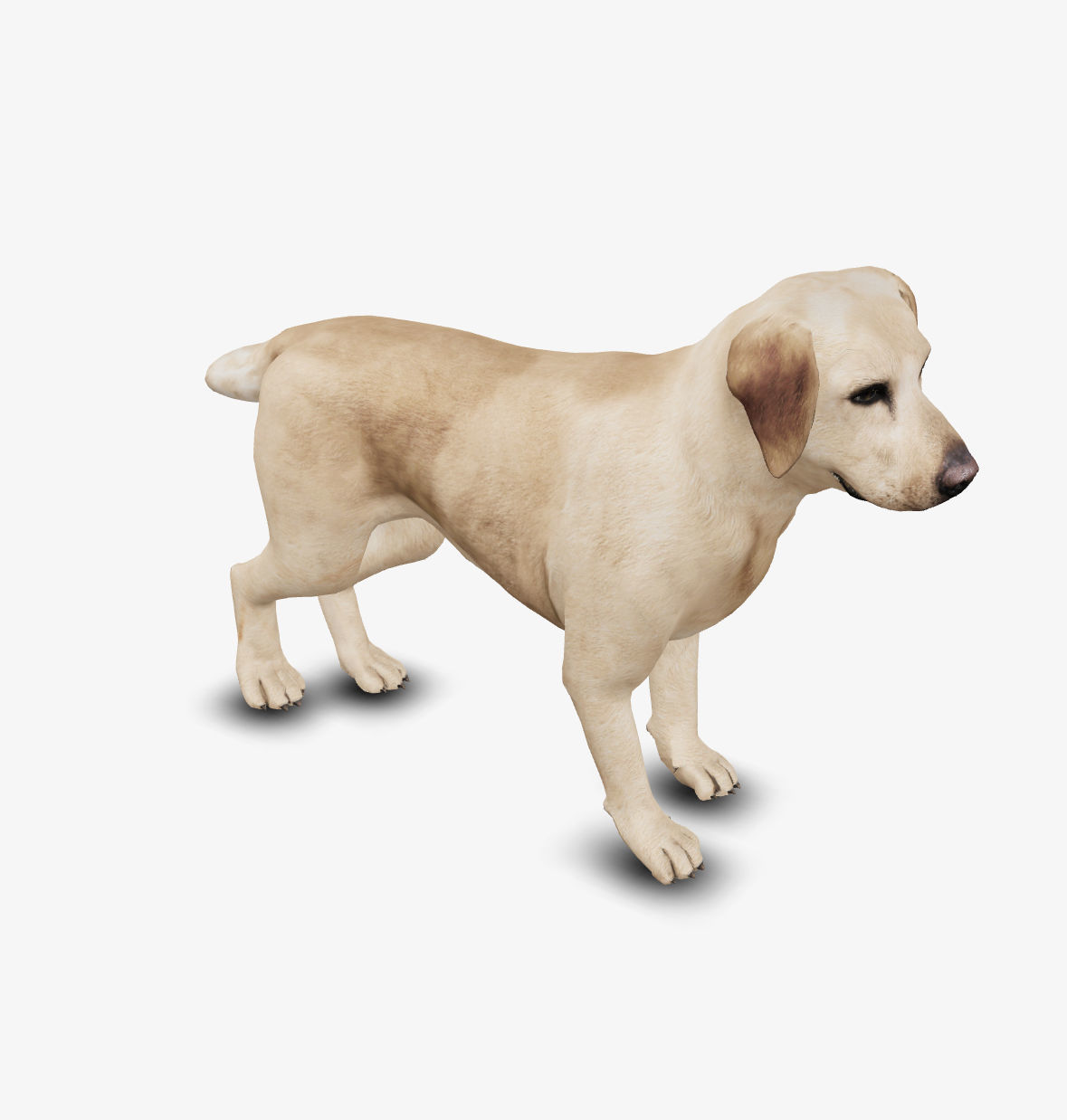 Dog Labrador Low-poly 3D model_5