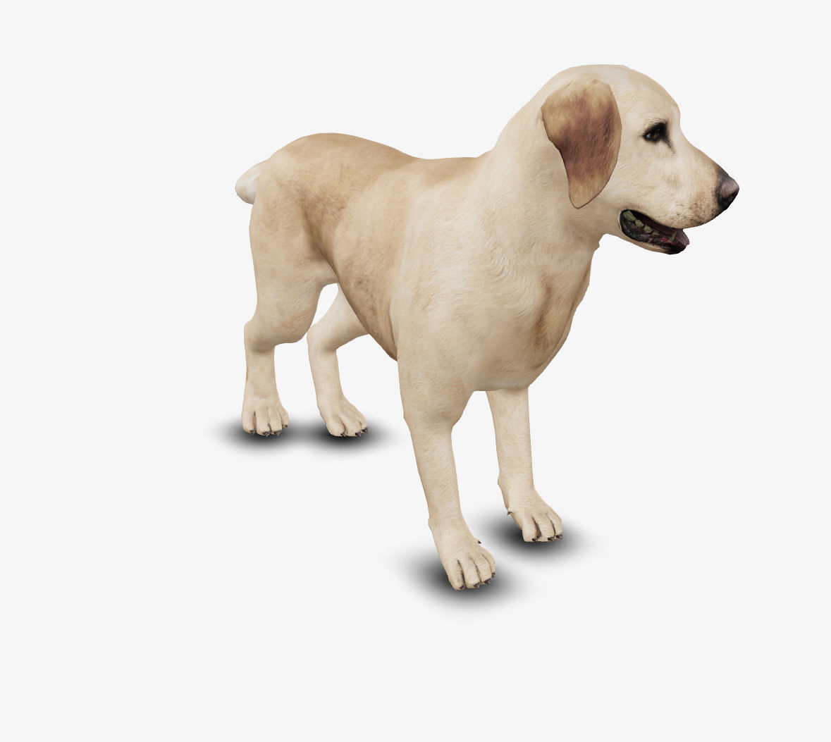 Dog Labrador Low-poly 3D model_2