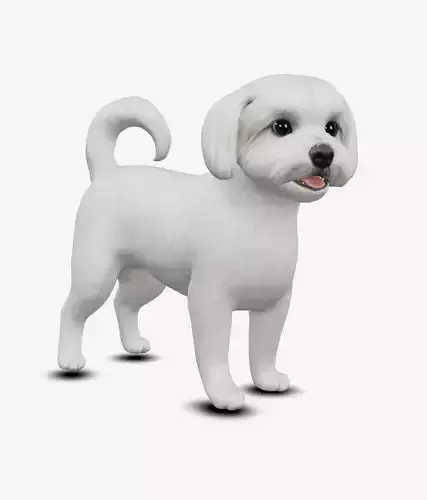 Dog Maltese