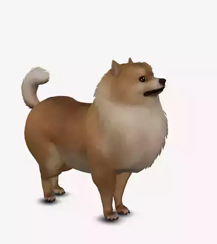 Dog Pomeranian Low-poly 3D model