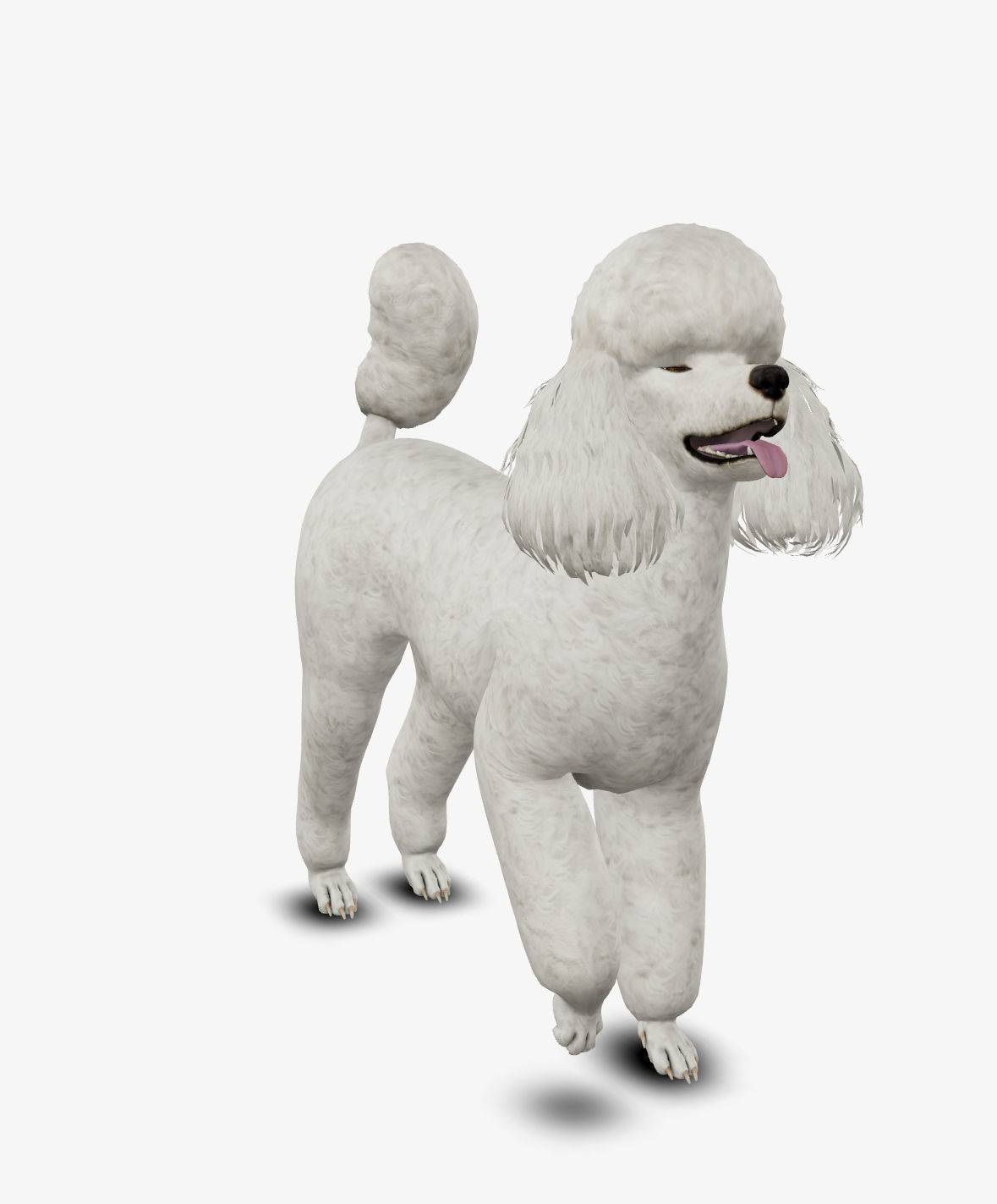 Dog Poodle Low-poly 3D model_3