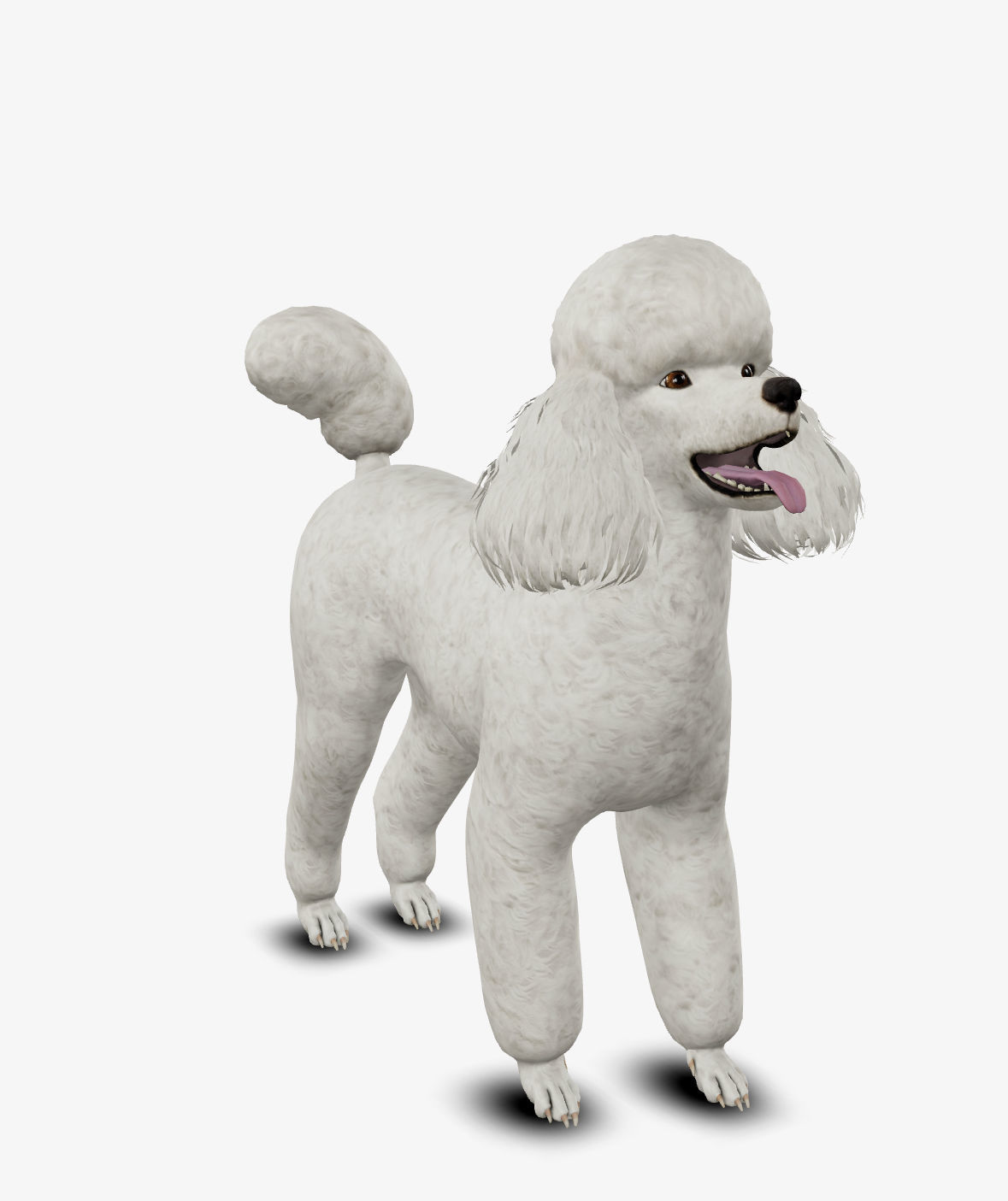 Dog Poodle Low-poly 3D model_1