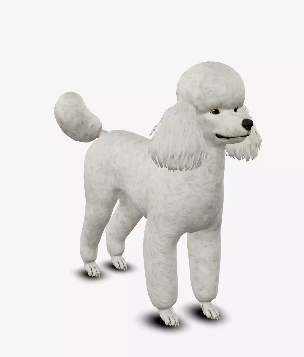 Dog Poodle Low-poly 3D model_0