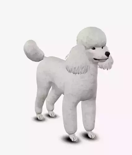 Dog Poodle