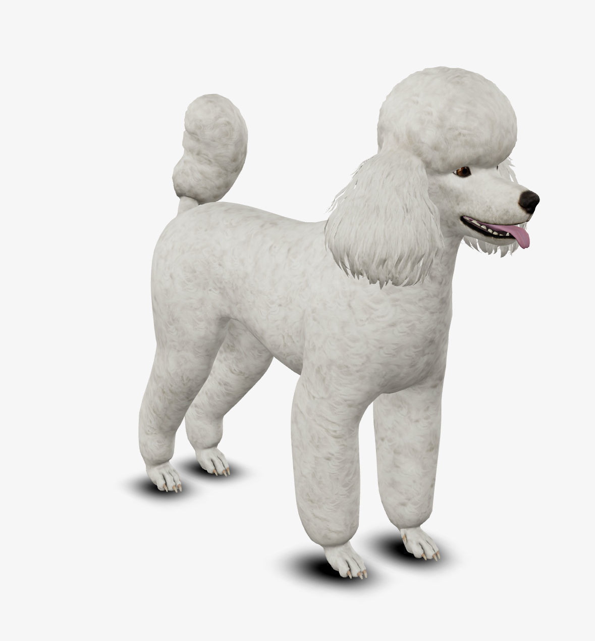 Dog Poodle Low-poly 3D model_4