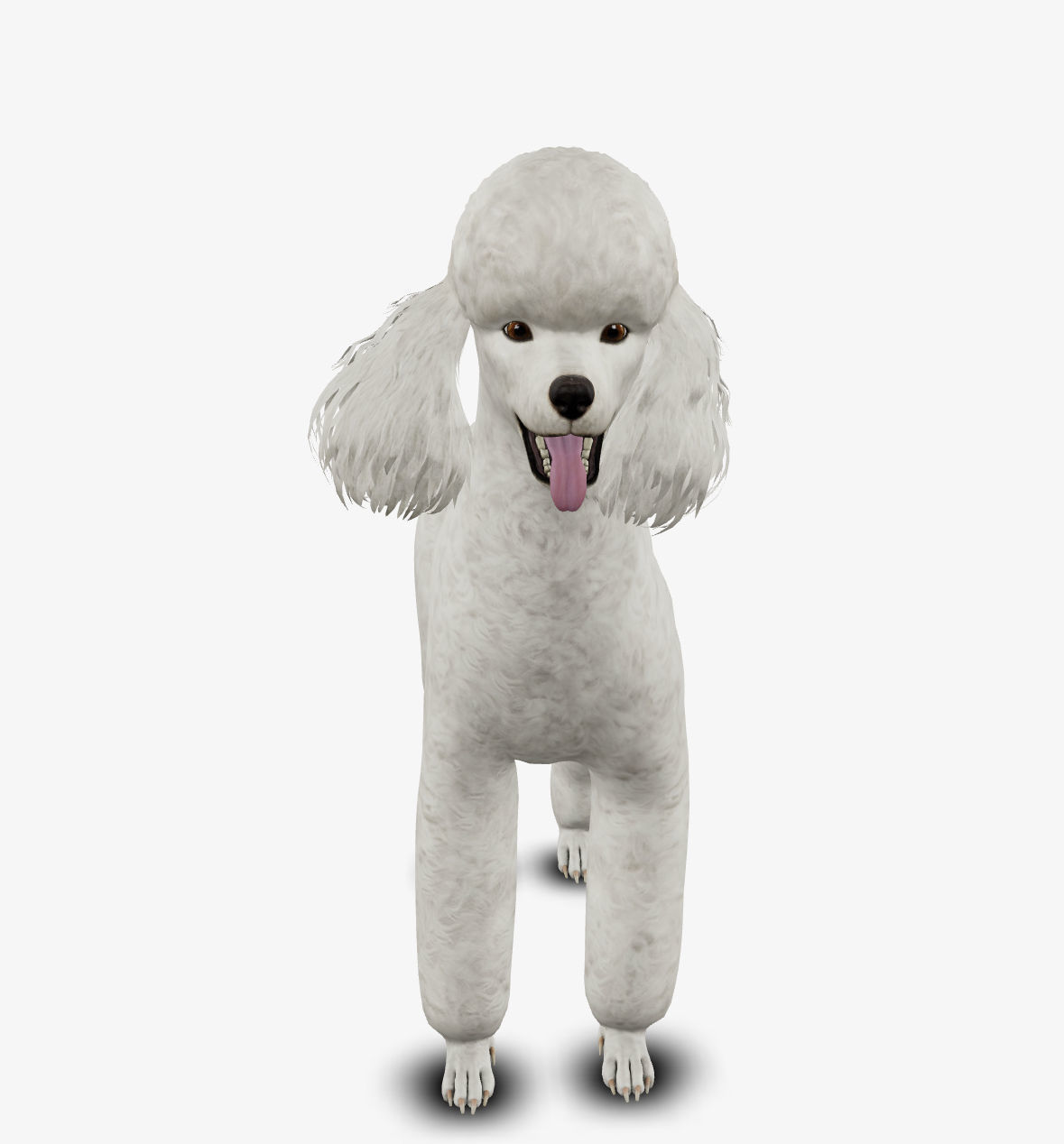 Dog Poodle Low-poly 3D model_5