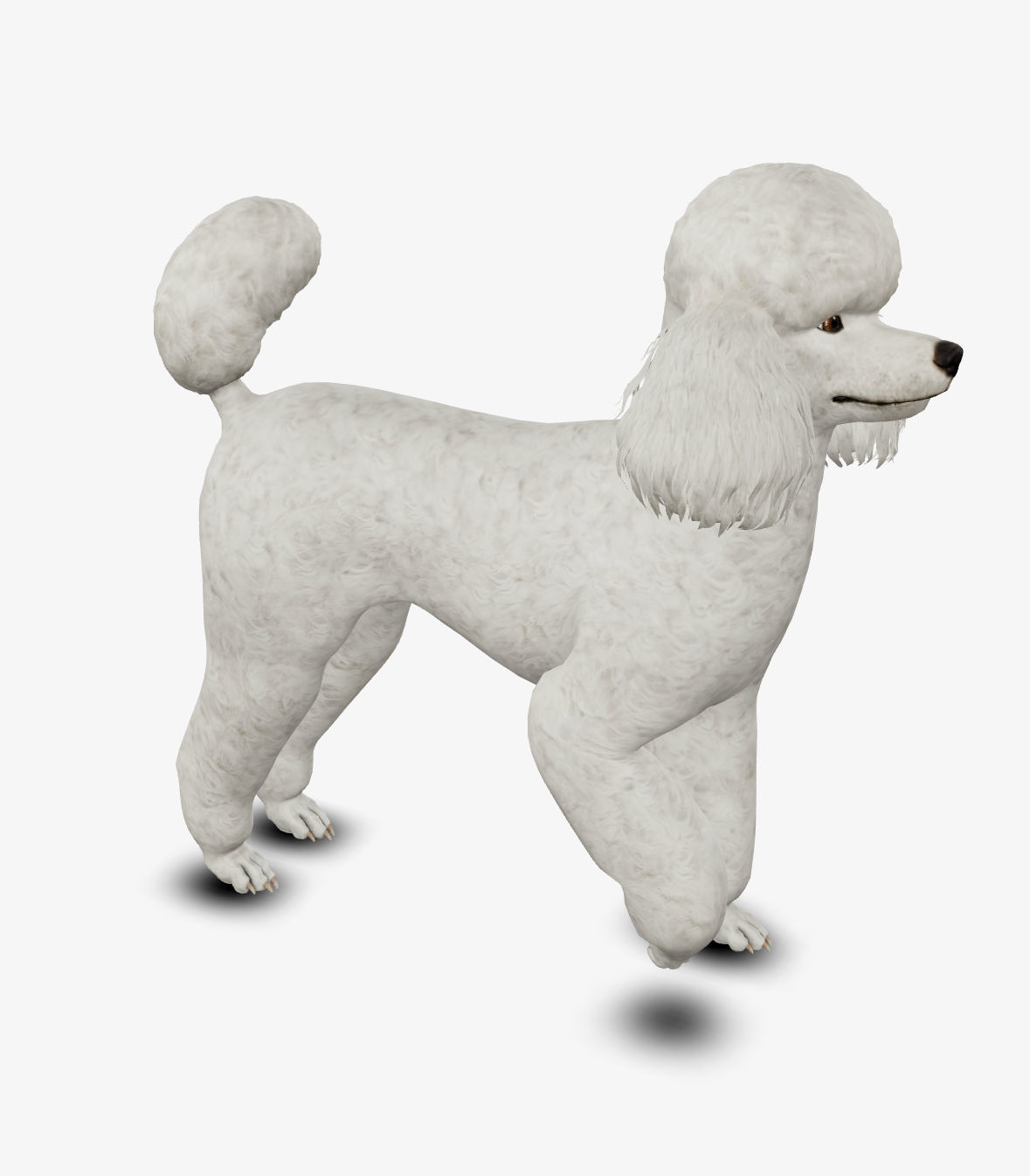Dog Poodle Low-poly 3D model_2