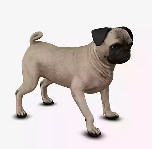 Dog Puggy