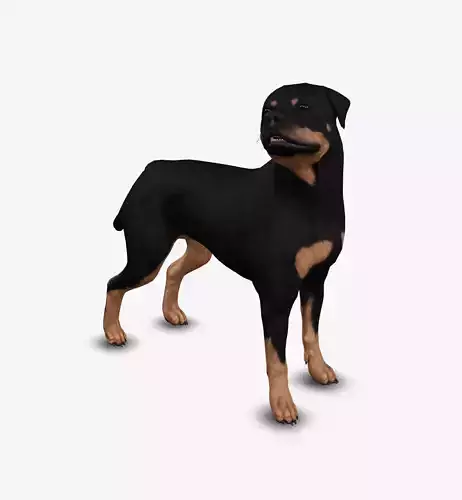 Dog Rottweiller Low-poly 3D model