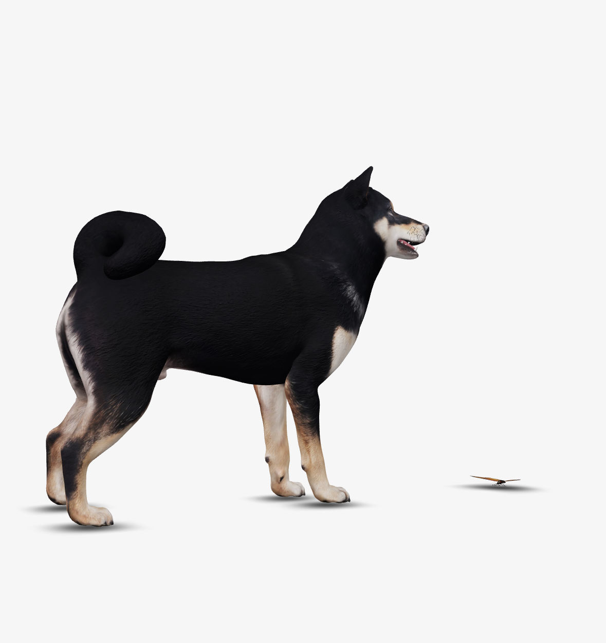 Dog Shiba Inu Low-poly 3D model_3