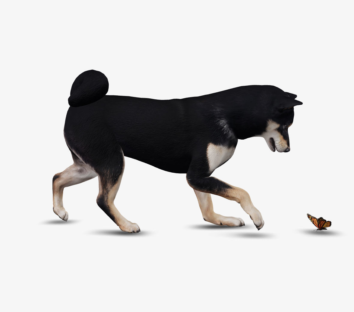 Dog Shiba Inu Low-poly 3D model_6