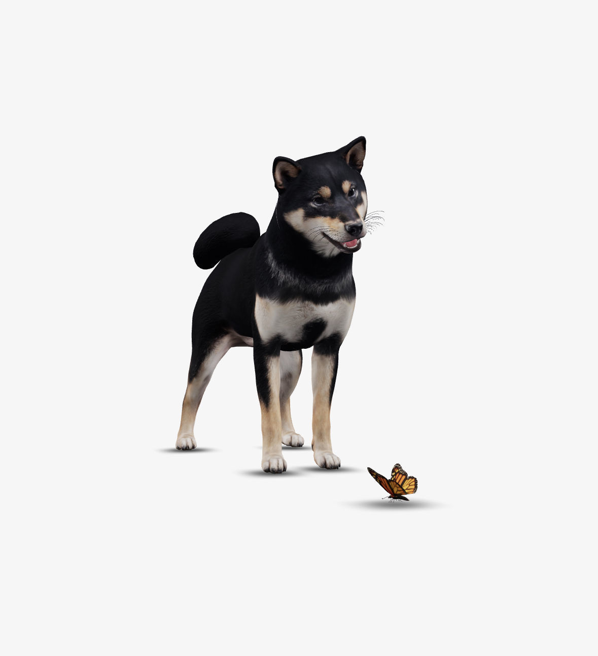 Dog Shiba Inu Low-poly 3D model_4