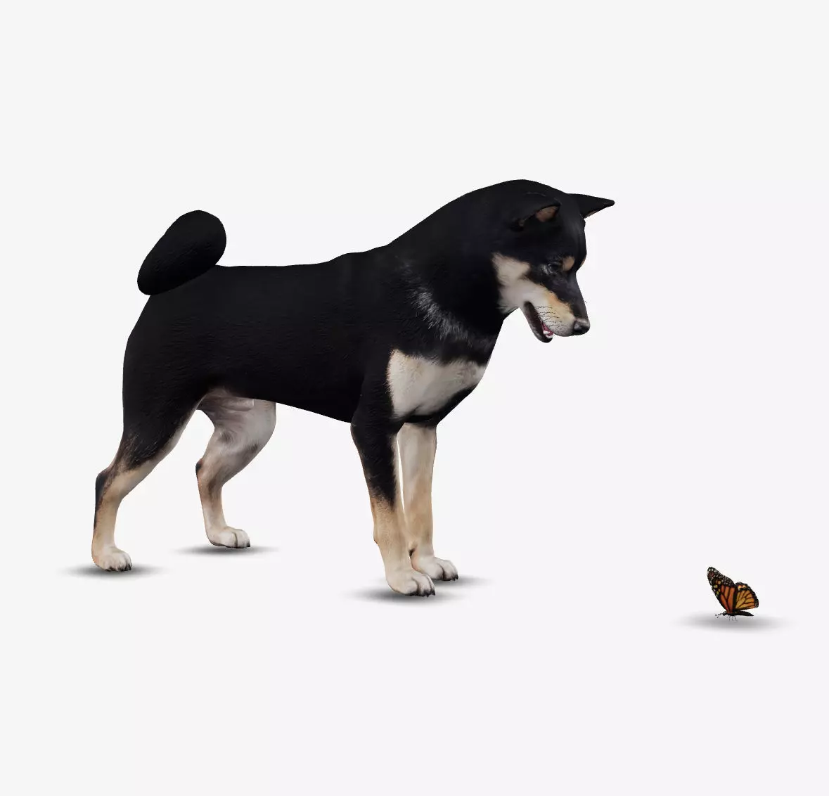 Dog Shiba Inu Low-poly 3D model_0